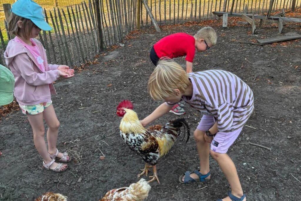 Kinderen leren over vogels bij de haan en de kippen tijdens het herfstkamp