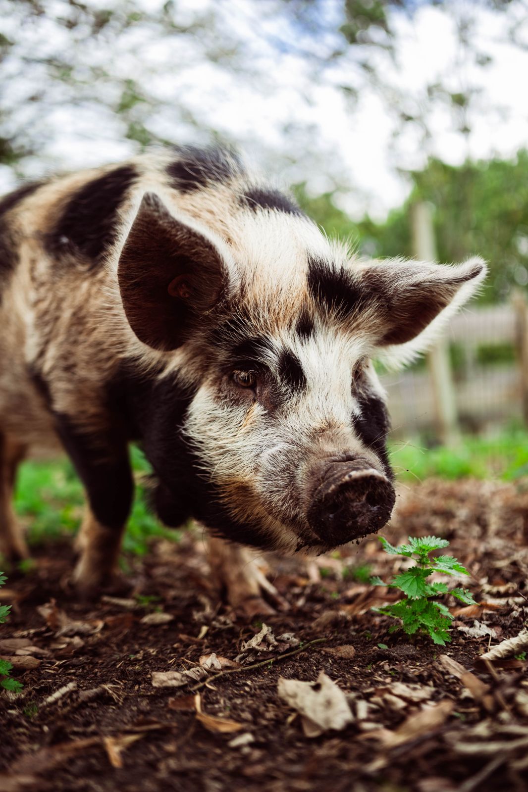 Kune Kune varken op de boerderij